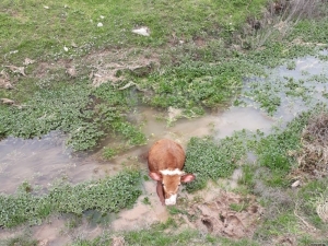 Elazığ’da Bataklığa Saplanan Buzağıyı İmam Kurtardı
