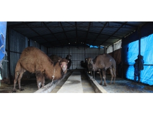 Aydın’da Develer Kölesteye Erken Alındı