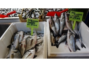 Vatandaş Ucuz Balık Yesin Diye Fiyatları Yarı Yarıya Düşürdü
