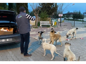 Samsat Belediyesi Aç Kalan Hayvanları Unutmadı