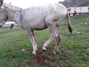 Ayağı Kopan Katır Tedavi Altına Alındı