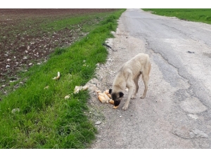Fahri Av Müfettişi Sokak Hayvanlarını Unutmadı