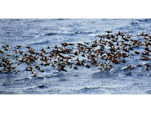 Bodrum’a Turistler Değil Ördekler Akın Etti