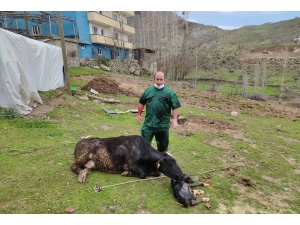 Acı İçinde Kıvranan İneğin Doğumunu Tarım Ve Orman Müdürü Gerçekleştirdi