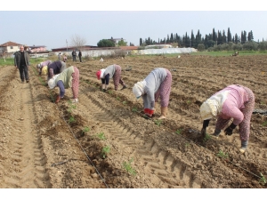 Salihli Ovası’nda “Kırmızı Altında” Dikim Zamanı