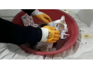 Evi Havalandırmak İçin Camı Açtı, İçeri Giren Kedi Yavruladı