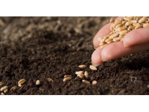 Erzincan’da Tohumun Yüzde 75’i Üreticiye Hibe Olarak Verilecek