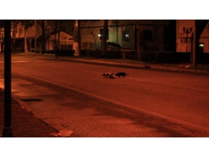 Yürek Yakan Görüntü Ordu’dan: Biri Gitti Biri Geldi