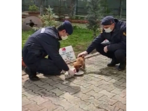 Yavru Köpek Jandarma Bakımında