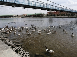 Kızılırmak’ta Bulunan Kazlardan Çalan Şüpheli Yakalandı