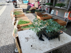 Aydın’da Sebze Fide Dikimi Başladı