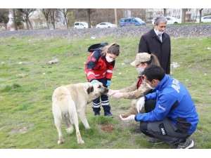 Elazığ’da Sokak Hayvanları Unutulmadı