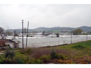 Çiçek Üreticilerine Korona Darbesi