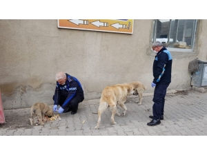 Sokak Hayvanları Unutulmadı