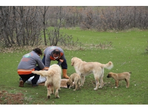 Bingöl’de Sokak Hayvanlarına Yem Ve Mama Bırakıldı