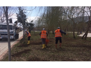 Tatvan Belediyesinden Çimlendirme Ve Ağaç Budama Çalışması