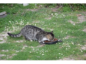 Yaylada Yazlıkçıların Bırakıp Gittiği Hayvanları Beslediler