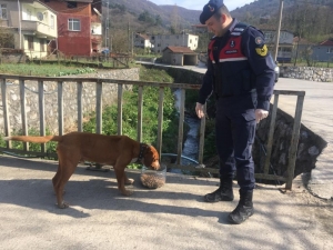 Jandarma Sokak Hayvanlarını Unutmadı