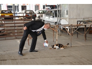 Başkan Karakuş Sokak Hayvanlarını Elleriyle Besledi