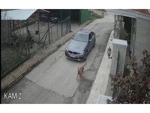 Lüks Otomobiliyle Kovaladığı Sokak Köpeğine Kurşun Yağdırdı