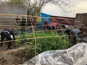 Bahçesine Hint Keneviri Serası Kuran Zanlıdan Korona Savunması