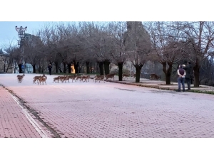 O İlçede Vatandaşlar Evde Kaldı, Yaban Keçileri Çatıya Kadar Çıktı