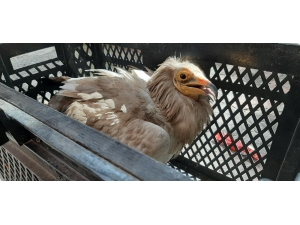 Yorgun Düşen Akbaba Tellere Çarptı