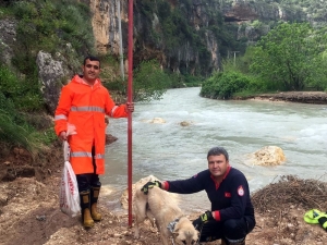 Mahsur Kalan Köpek Ve 6 Yavrusunu İtfaiye Ekipleri Kurtardı