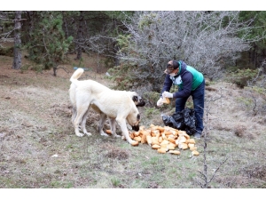Yozgat’ta Yiyecek Bulmakta Sıkıntı Çeken Sokak Hayvanları Unutulmadı
