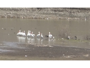 Pelikanlar Yeni Mekanına Erken Geldi