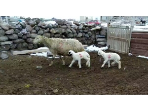 Kuzuların İmdadına ’Numara’ Yetişti