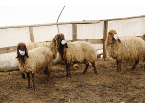 Siirtli Göçebe, Korona Virüse Dikkat Çekmek İçin Hayvanlarına Maske Taktı