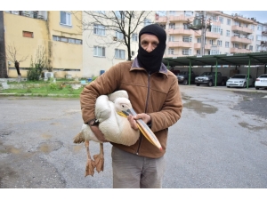 Yaralı Pelikanı Tilkinin Elinden Kurtardı