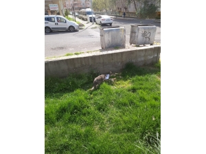 Diyarbakır’da Vatandaşlar Sokak Hayvanlarını Unutmadı