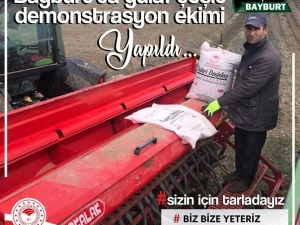 Bayburt’ta Yulaf Çeşit Demonstrasyon Ekimi Yapıldı