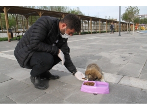 Bismil Belediyesi Sokak Hayvanlarını Unutmadı