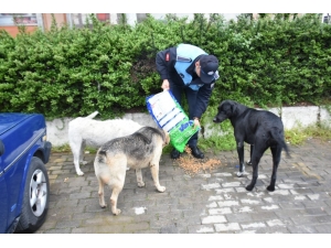 İncirliova Belediyesi Can Dostlar İçin Mama Bırakıyor