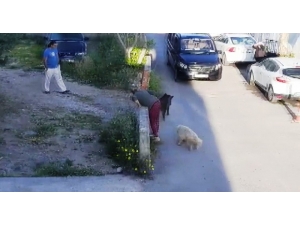 Domuzlar Gündüz Vakti Sokağa İnmeye Başladı