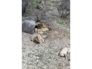 Gördüğü Manzara Karşısında Şoke Oldu