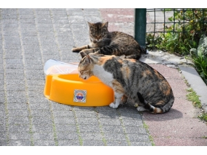 Gemlik’de Mama Kapları Uygun Alanlara Yerleştiriliyor