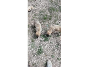 Ölüme Terk Edilen Yavru Köpeklere Belediye Sahip Çıktı