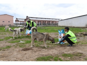 Muş Belediyesi Sokak Hayvanlarını Sahipsiz Bırakmıyor