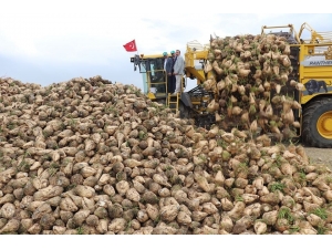 Sivas Şeker Pancarı Üretiminde 6’ncı Sırada