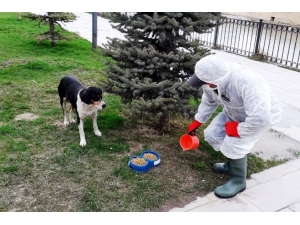 Bayburt’ta Sokak Hayvanları Unutulmuyor