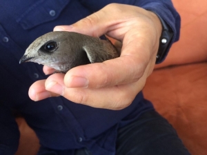 Ebabil Kuşuna Genç Öğretmen Ve Ailesi Sahip Çıktı