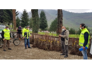 Ordu’da Kestane Üretimi Başlıyor