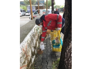 Didim’de Belediye Sokak Hayvanlarını Besliyor
