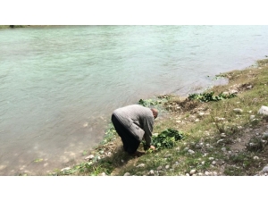 Savrun Çayında Şaşırtan Görüntü