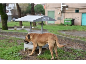 Tuzla Belediyesi Sokak Hayvanlarını Unutmadı