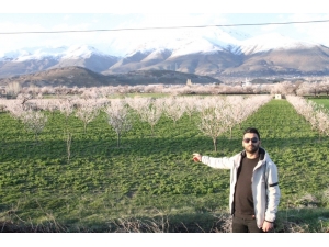 Kayısı Ağaçları Renk Cümbüşü Yaşatıyor